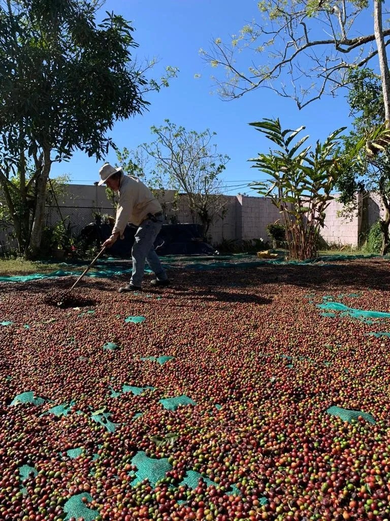 Don Juan Carlos en su finca secando el café