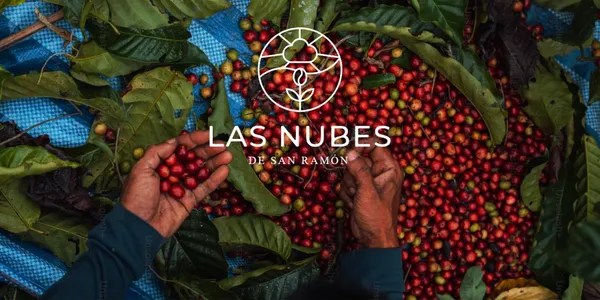 Granos de café recién recolectados por las manos de un caficultor