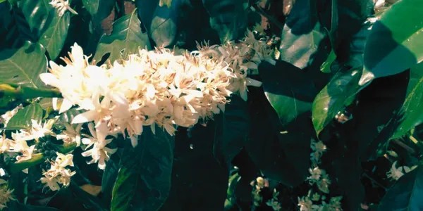 Una mata de café con flor