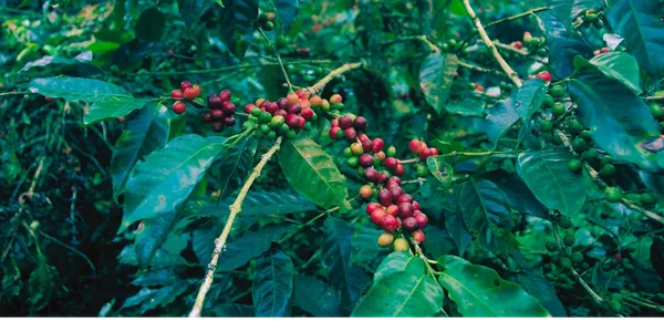 Una mata de café con granos maduros rojos